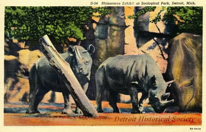 Postcard - D-54 Rhinoceros Exhibit at Zoological Park, Detroit, Mich.