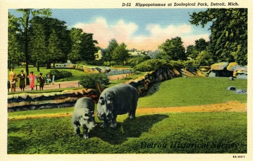 Postcard - D-52 Hippopotamus at Zoological Park, Detroit, Mich.