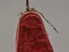 Case, Toilet Bottle