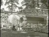 Transparency, Lantern-slide - Rustic Bridge, Belle Isle