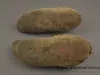Moccasin