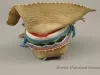 Moccasin