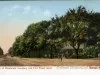 Postcard - View of Woodmere Cemetery and Fort Street West. Detroit Mich.
