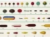 Chart - Specification For Gelatin Capsules