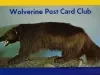 Postcard - Wolverine Post Card Club