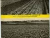 Catalog - Ferry's Home Garden Guide