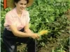Catalog - Ferry's Home Garden Guide