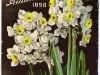 Catalog - Bulbs and Seeds, Autumn 1898