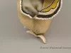 Moccasin