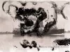 Negative, Glass-plate