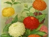 Catalog - Seed Annual, 1916