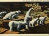 Postcard - The Bear Den in Zoological Park, Detroit, Mich.