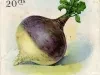 Packet, Seed