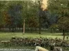 Postcard - Deer Park, Belle Isle Park, Detroit, Mich.