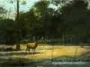 Postcard - Deer Park, Belle Isle, Detroit, Mich.