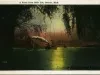 Postcard - A Scene from Belle Isle, Detroit, Mich.