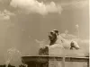 Print, Photographic - Fountain Lion