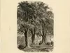 Etching - Pear Trees