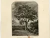 Etching - Pontiac Memorial Tree
