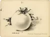 Lithograph