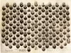 Print, Photographic - Detroit Posts 384 GAR