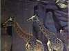 Guidebook - Detroit Zoo Guide Book