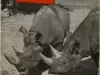 Guidebook - What to SEE at the Zoo
