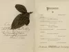 Program