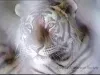 U-Matic - Detroit Zoo Animals #1