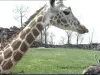 U-Matic - Detroit Zoo Animals #2