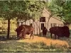Postcard - Buffalo Herd, Belle Isle Park, Detroit, Mich.
