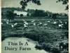 Poster - This Is A Dairy Farm