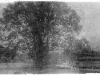 Photograph, Cabinet
