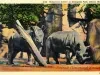 Postcard - D-54 Rhinoceros Exhibit at Zoological Park, Detroit, Mich.