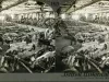 Stereograph