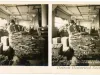 Stereoview