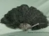 Fan, Hand